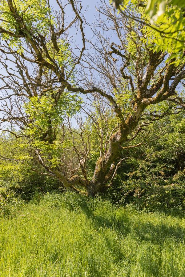 Kilfenora The Common Knowledge Centre旅舍 外观 照片